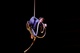 CIRKOPOLIS - Niklas Blomberg