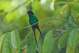 Rocklands - kolibřík, jamajský národní symbol